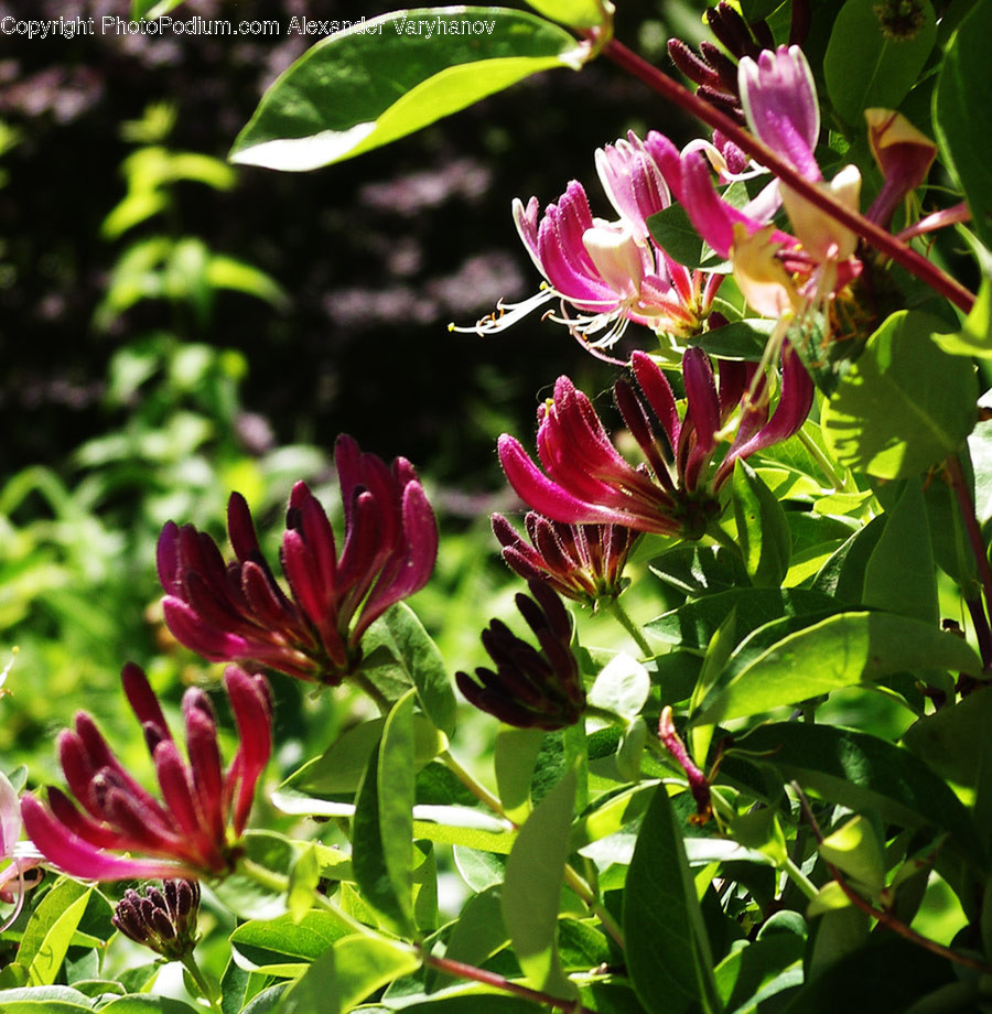 Flora, Plant, Blossom, Flower, Geranium