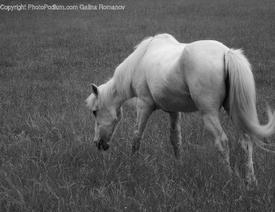 Countryside, Farm, Field, Grassland, Grazing