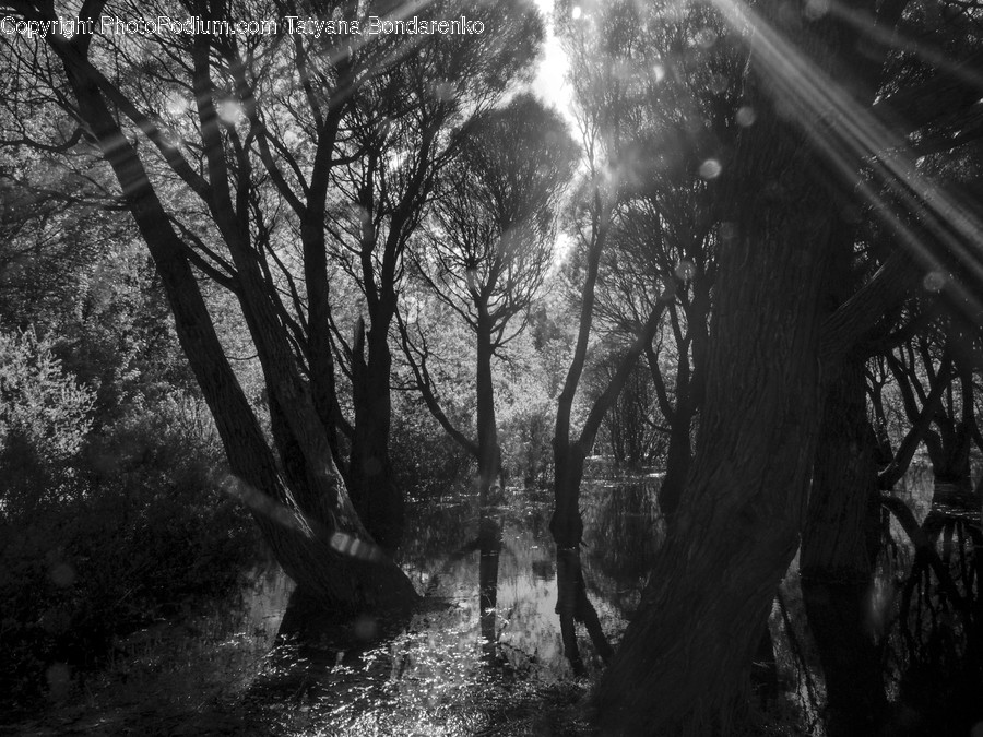 Flora, Oak, Plant, Tree, Forest