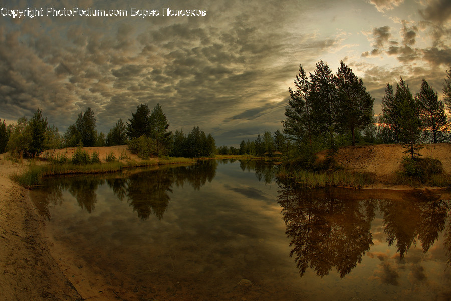 Flood, Nature, Flora, Plant, Tree