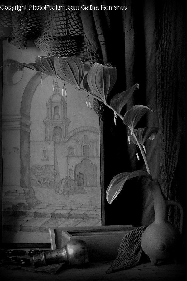 Amaryllis, Blossom, Flora, Flower, Plant