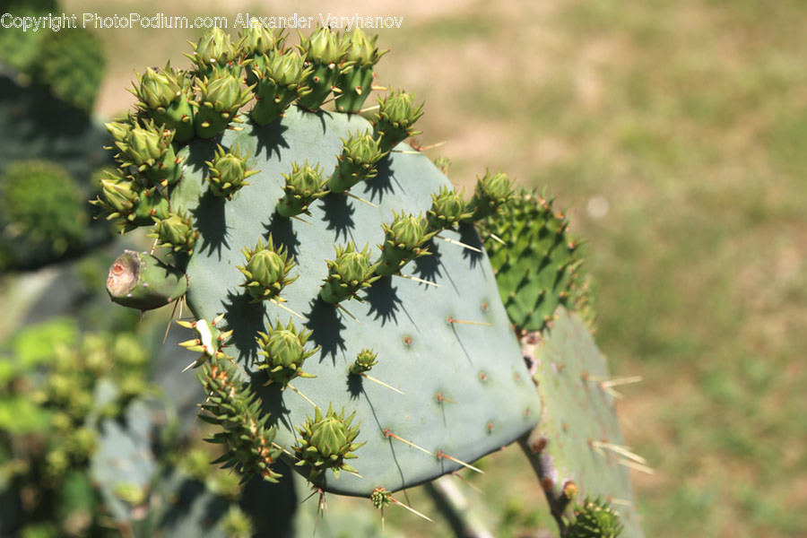 Cactus, Flora, Plant, Conifer, Tree
