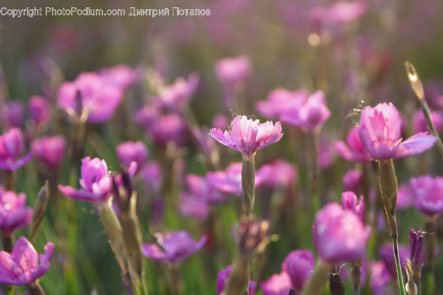 Blossom, Crocus, Flora, Flower, Plant