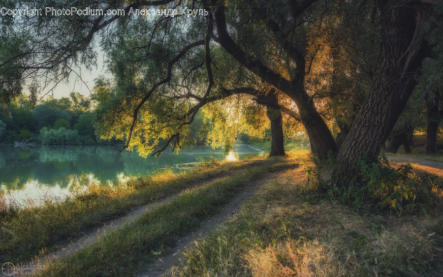 Flora, Oak, Plant, Tree, Dirt Road