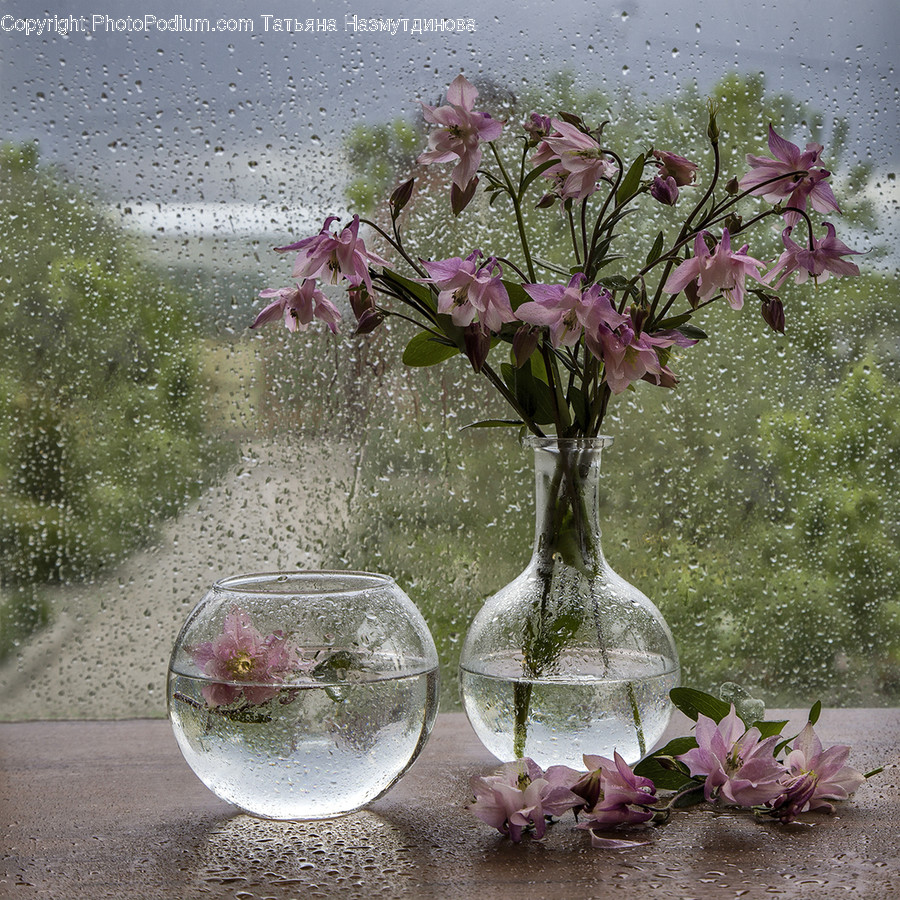 Blossom, Flora, Flower, Lilac, Plant
