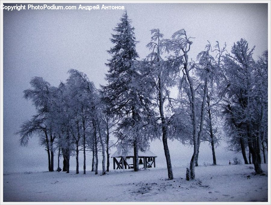 Conifer, Fir, Pine, Spruce, Wood, Plant, Tree