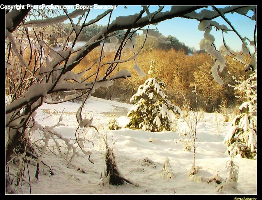 Plant, Potted Plant, Conifer, Fir, Tree, Landscape, Nature