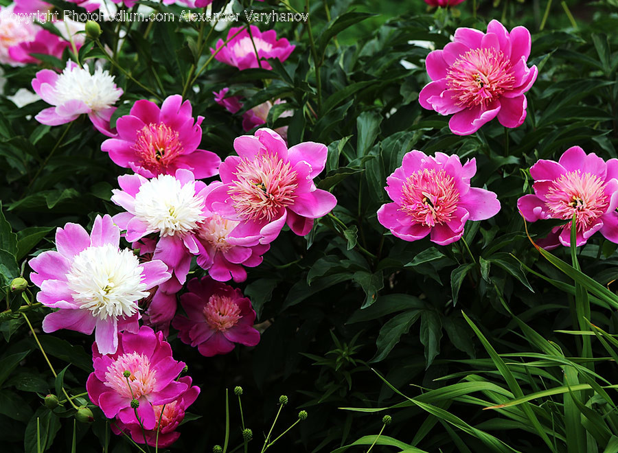 Blossom, Flora, Flower, Peony, Plant