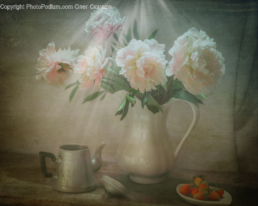 Blossom, Flora, Flower, Peony, Plant