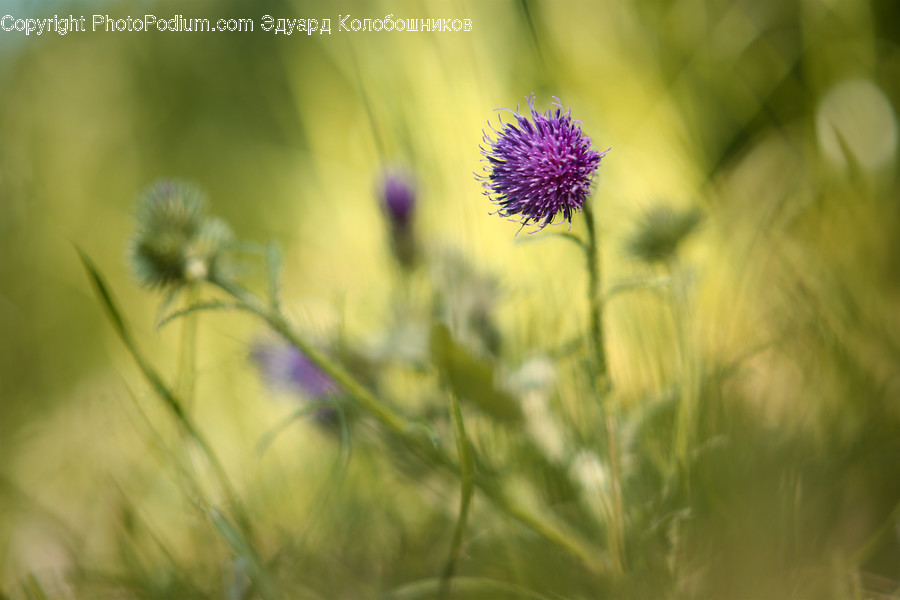 Blossom, Flora, Flower, Plant, Thistle