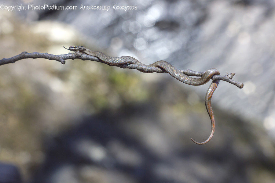 Animal, Reptile, Snake, King Snake, Conifer