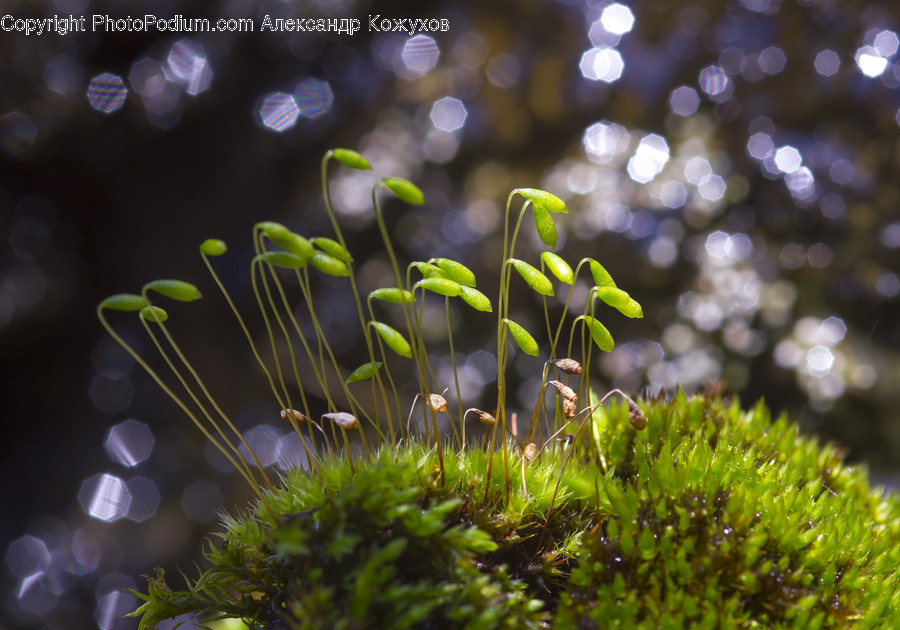 Flora, Moss, Plant, Dill, Food