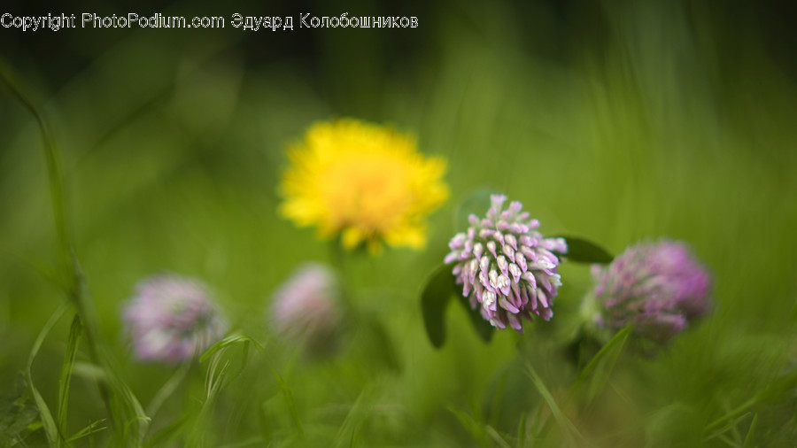 Allium, Blossom, Flora, Flower, Plant