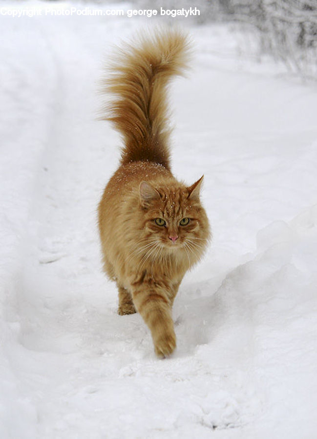 Animal, Cat, Mammal, Manx, Pet, Kitten
