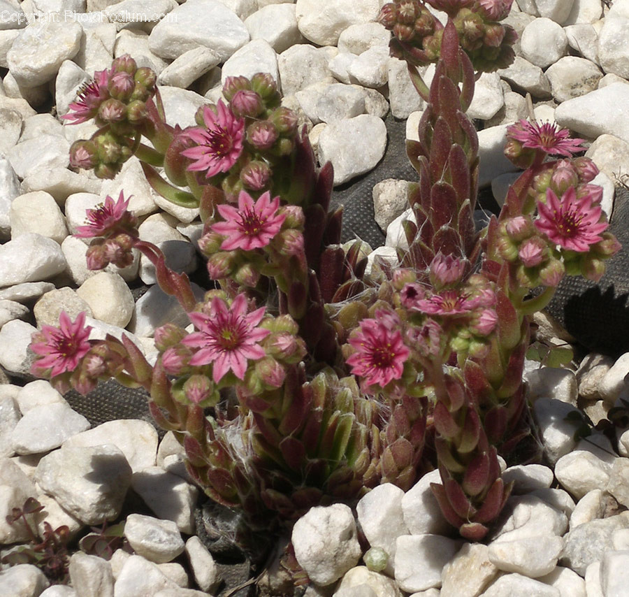 Blossom, Flora, Flower, Plant, Apiaceae