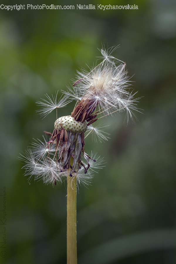 Blossom, Dandelion, Flora, Flower, Plant