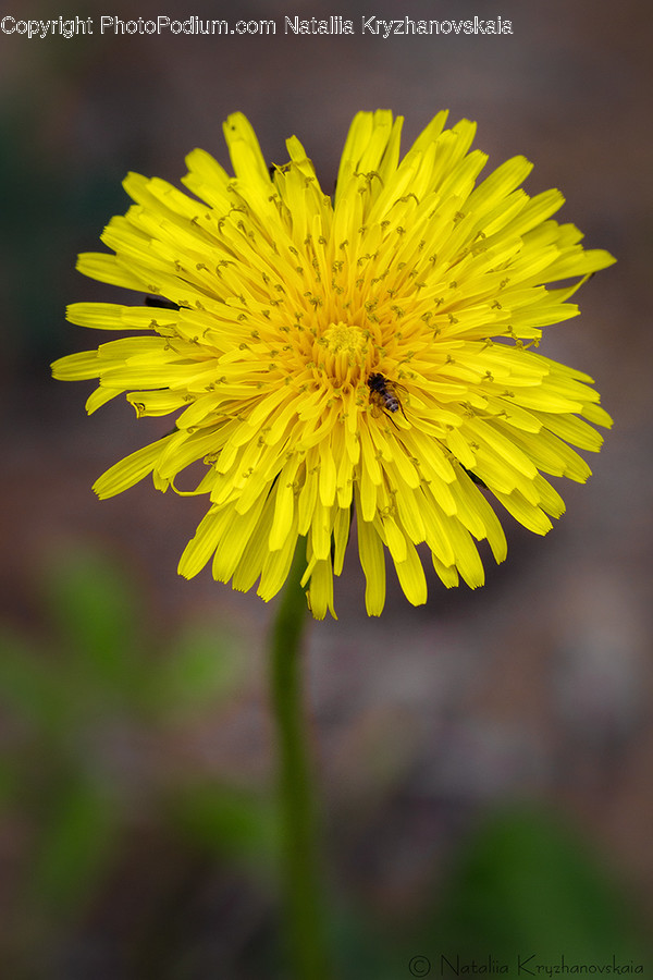 Blossom, Dandelion, Flora, Flower, Plant