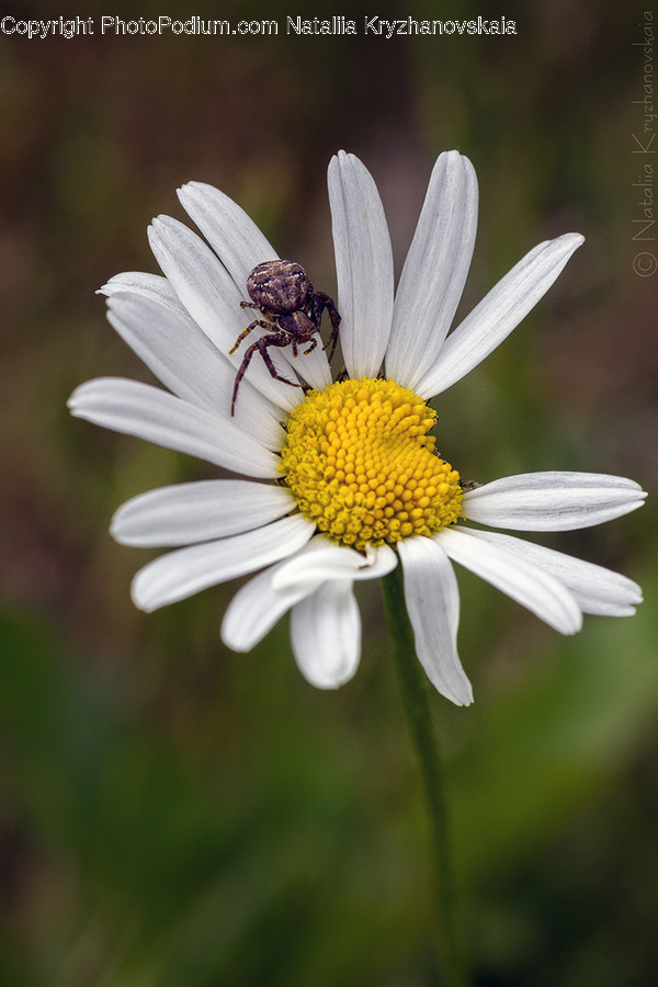 Blossom, Daisies, Daisy, Flora, Flower