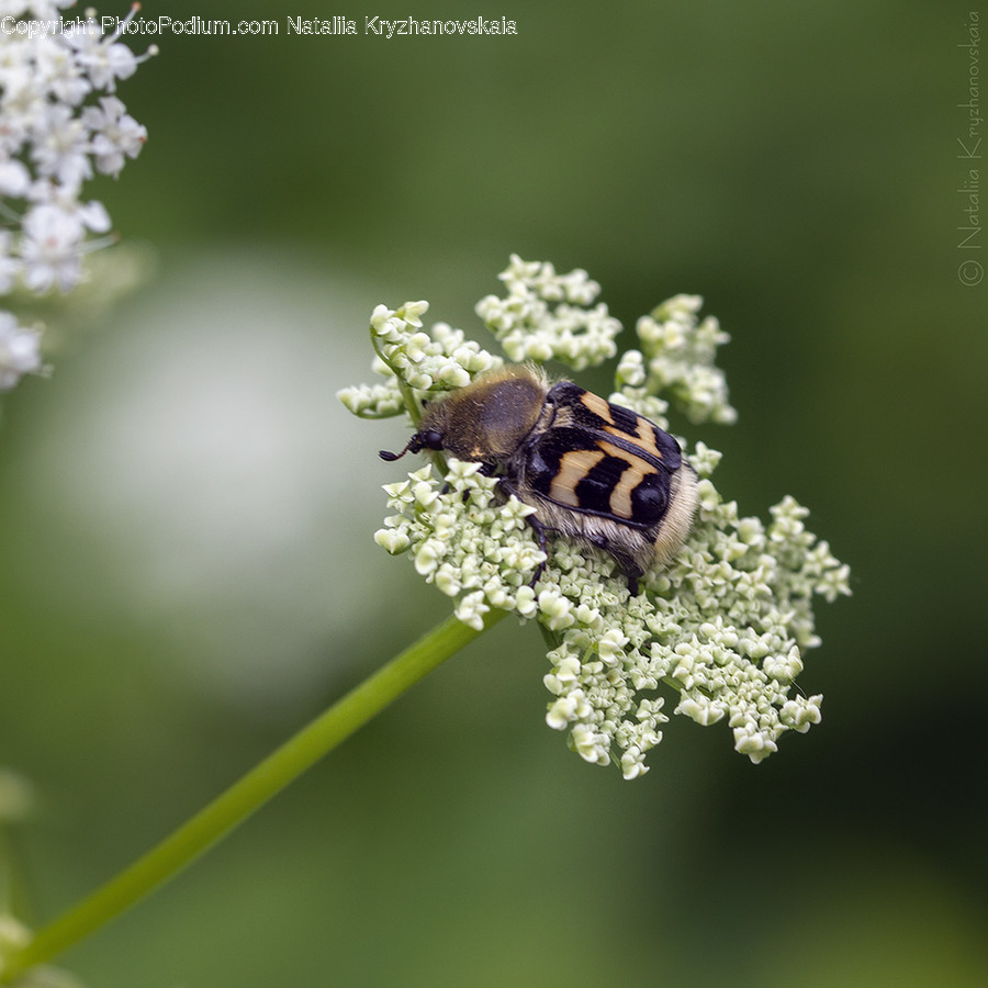 Animal, Bee, Insect, Invertebrate, Blossom