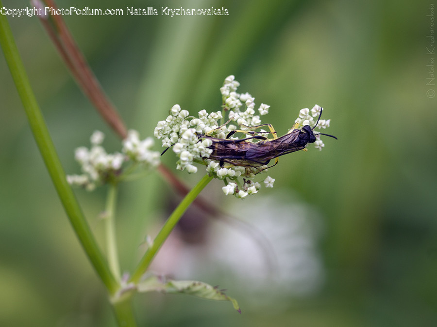 Animal, Grasshopper, Insect, Invertebrate, Flora