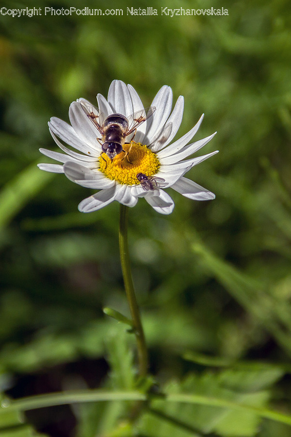 Asteraceae, Blossom, Flora, Flower, Plant