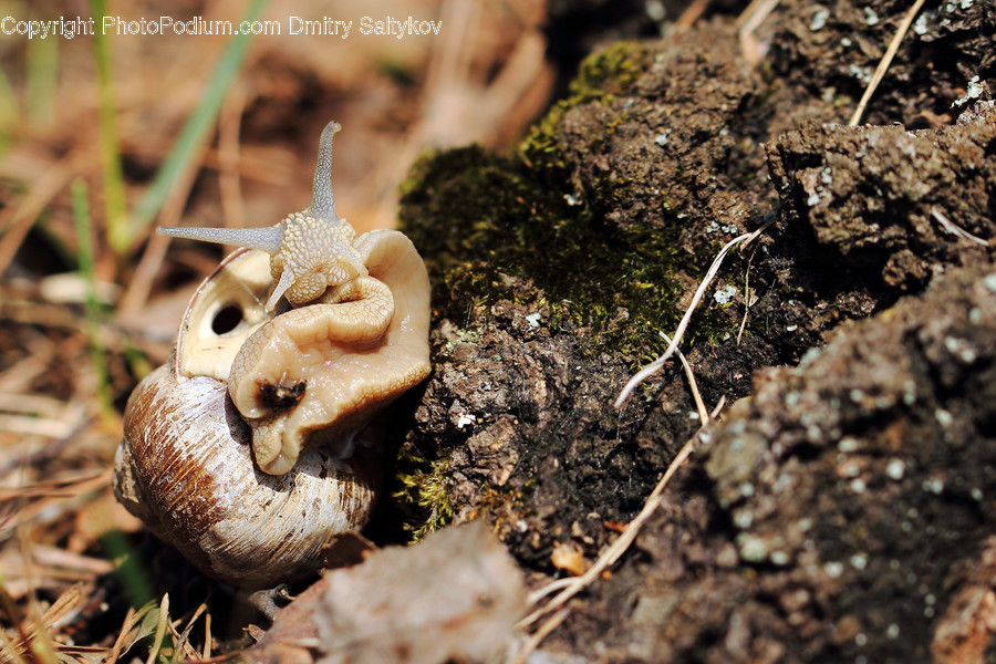 Fungus, Animal, Invertebrate, Snail, Soil