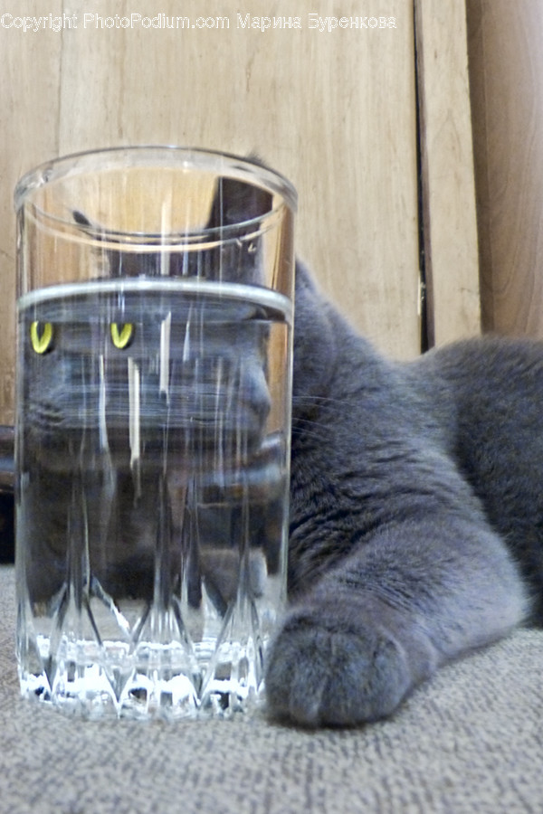 Glass, Animal, Cat, Mammal, Manx