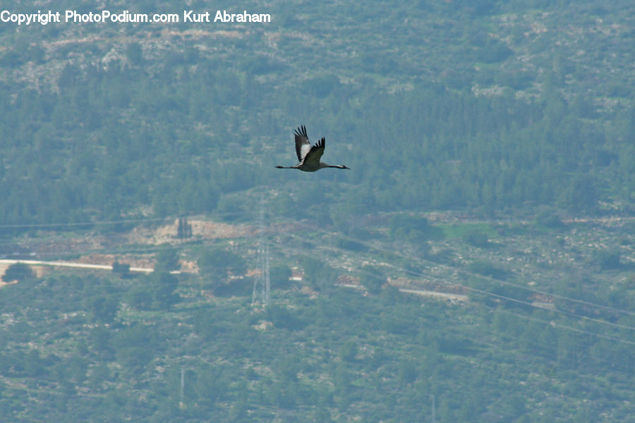 Bird, Condor, Vulture