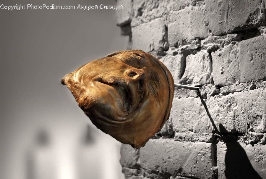 Animal, Mammal, Sea Life, Sea Lion, Asphalt