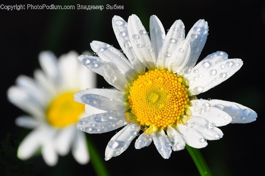 Blossom, Daisies, Daisy, Flora, Flower