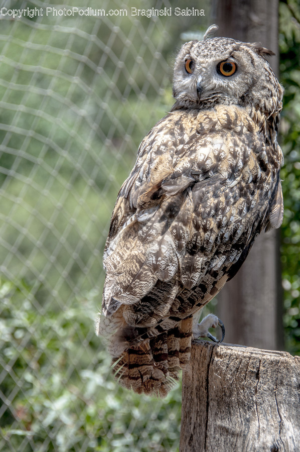 Animal, Bird, Hawk, Owl, Buzzard