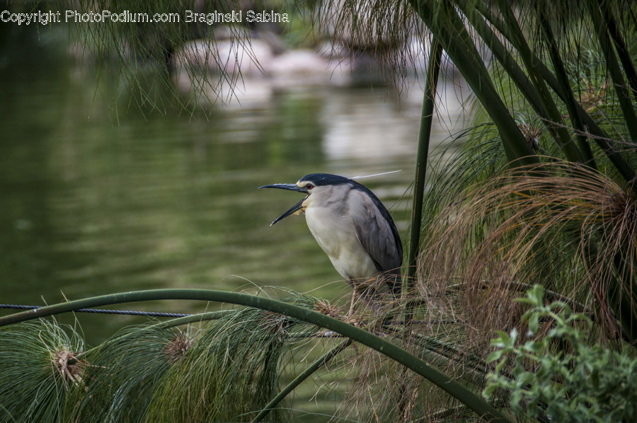 Animal, Ardeidae, Bird, Heron, Waterfowl