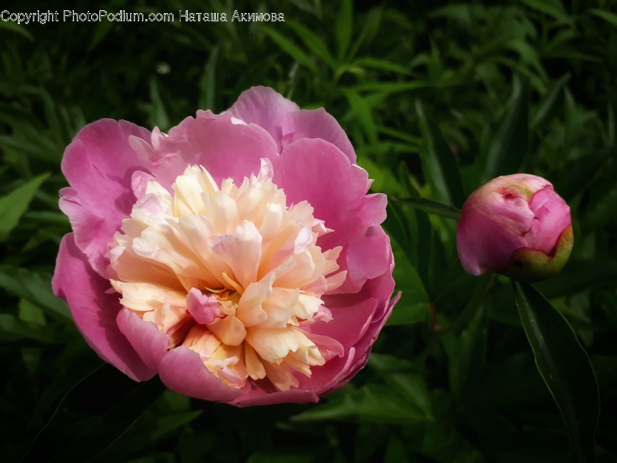 Blossom, Flora, Flower, Peony, Plant