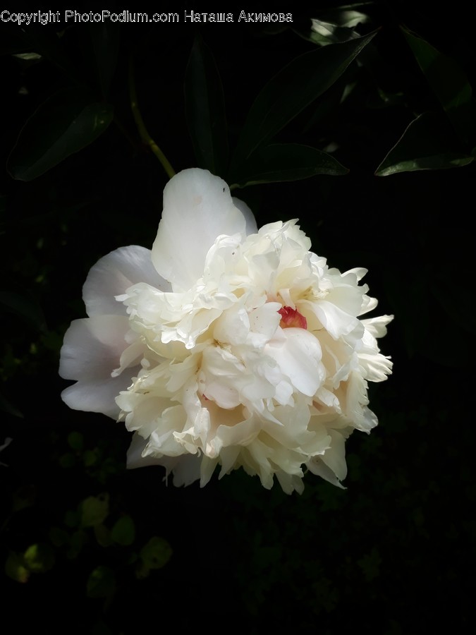 Blossom, Flora, Flower, Peony, Plant