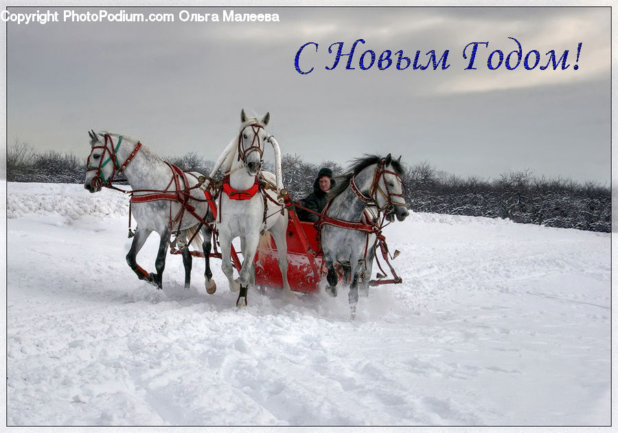 Animal, Horse, Mammal, Car, Wagon, Sled, Stallion