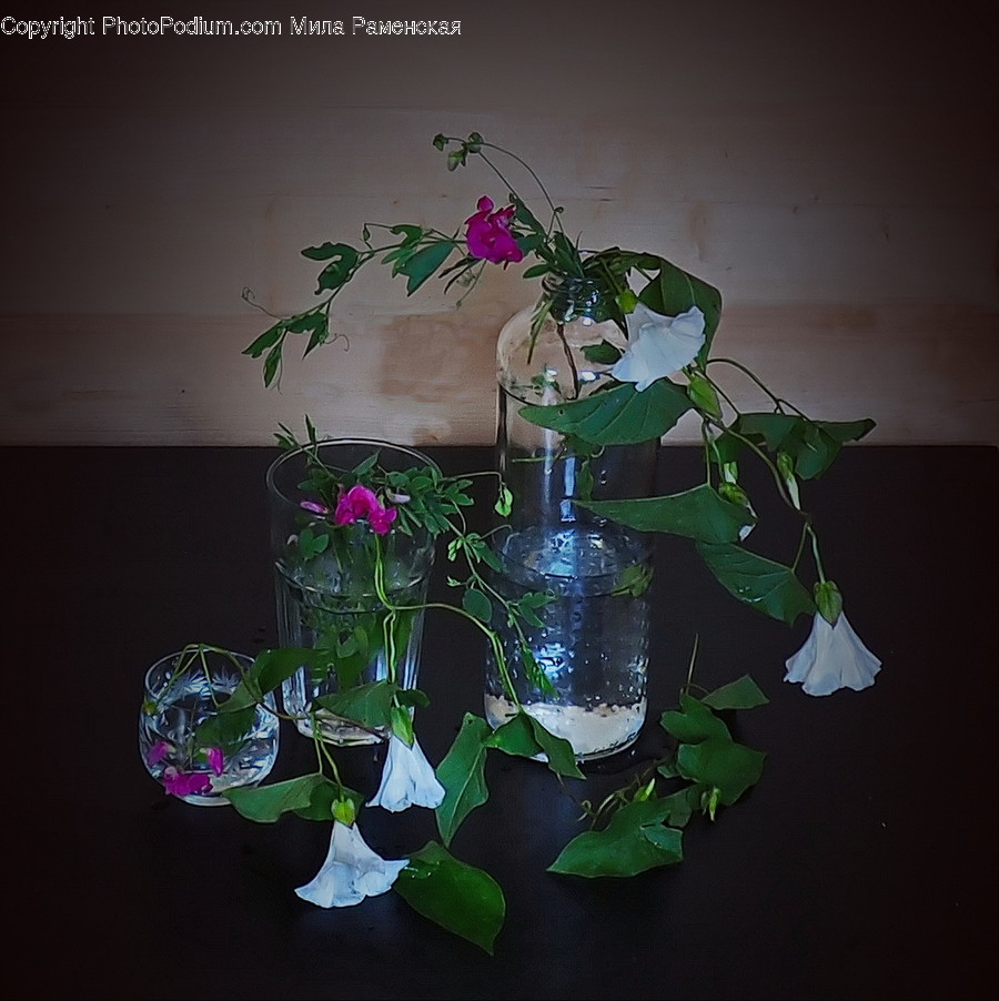 Flora, Jar, Plant, Potted Plant, Pottery
