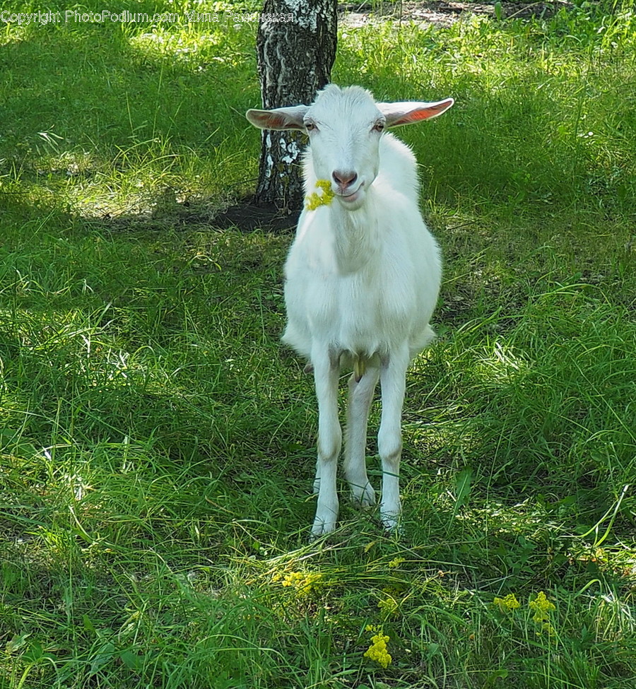 Animal, Goat, Mammal