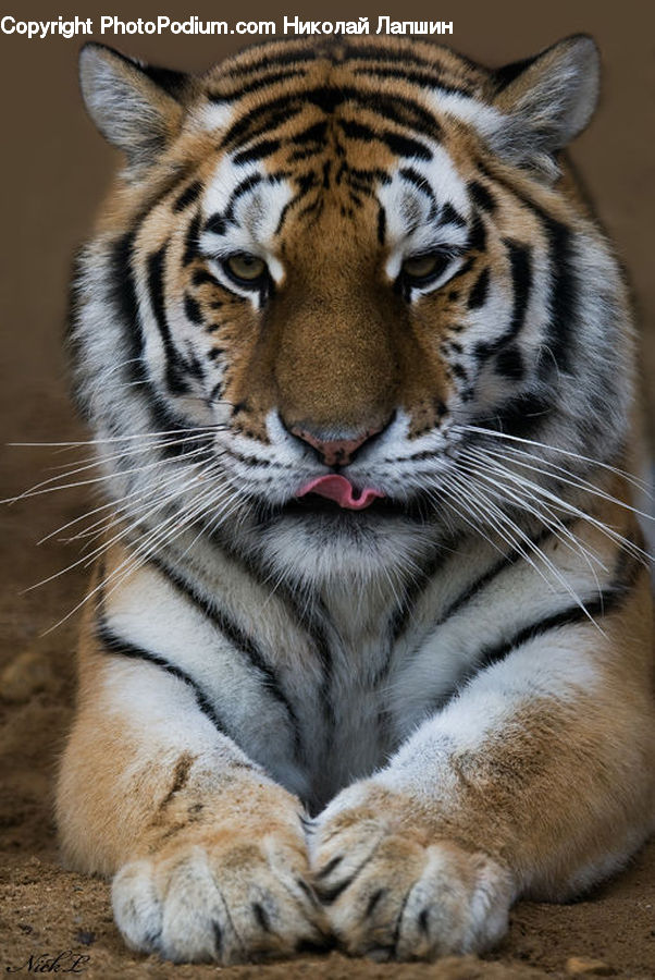 Animal, Mammal, Tiger, Face