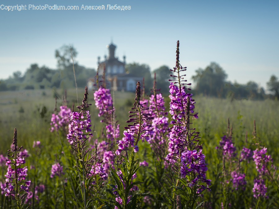Blossom, Flora, Flower, Lupin, Plant