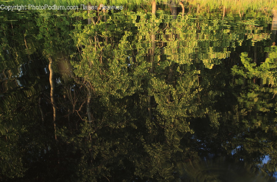 Conifer, Flora, Plant, Tree, Outdoors