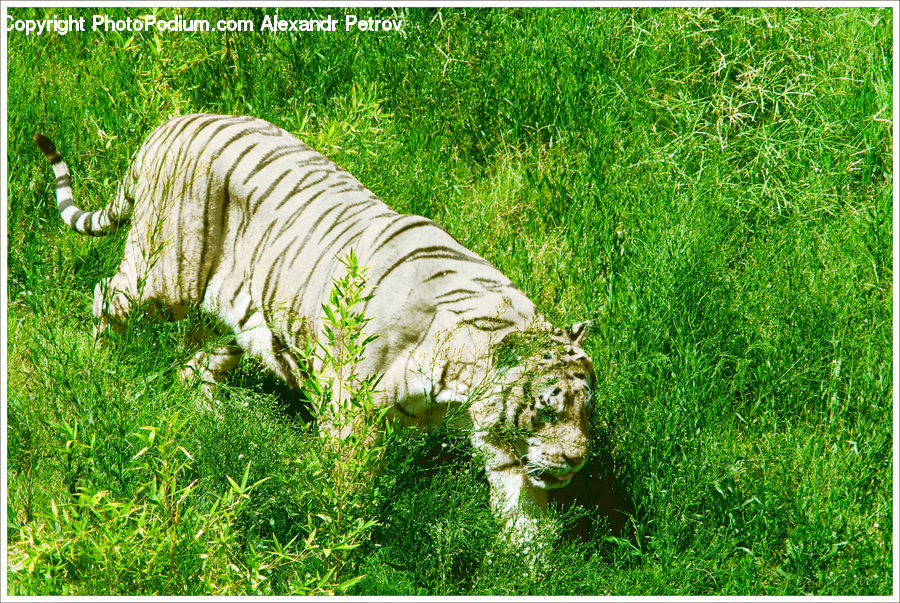 Animal, Mammal, Tiger, Cat, Pet, Field, Grass