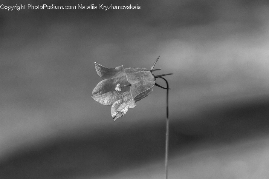 Animal, Insect, Invertebrate, Mosquito, Acanthaceae