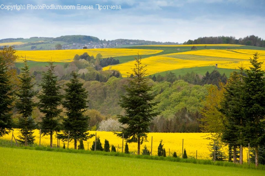 Field, Grassland, Outdoors, Flora, Forest