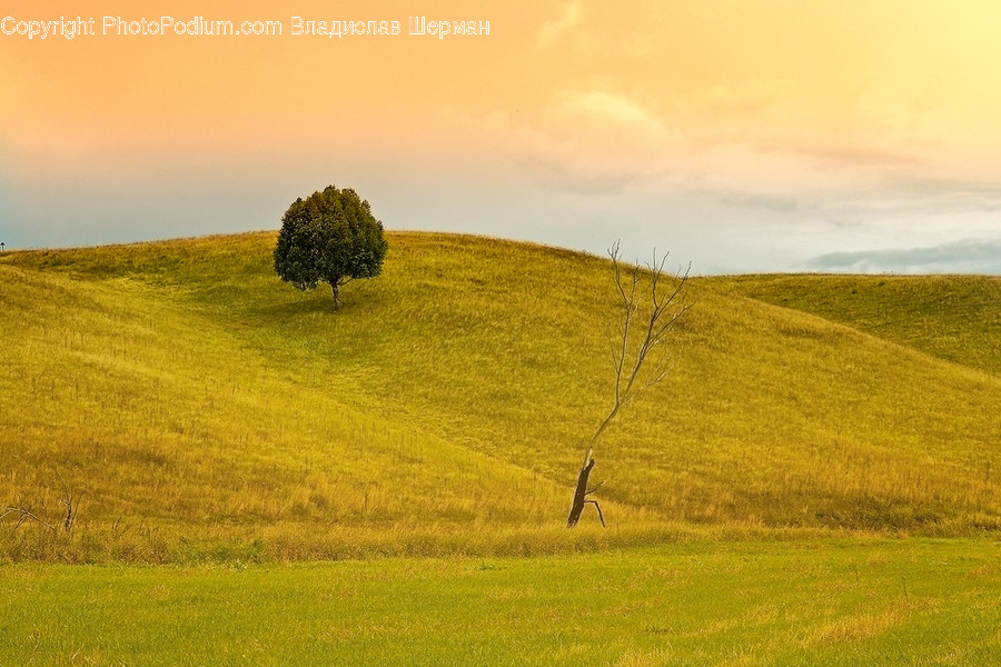 Field, Grassland, Outdoors, Flora, Plant