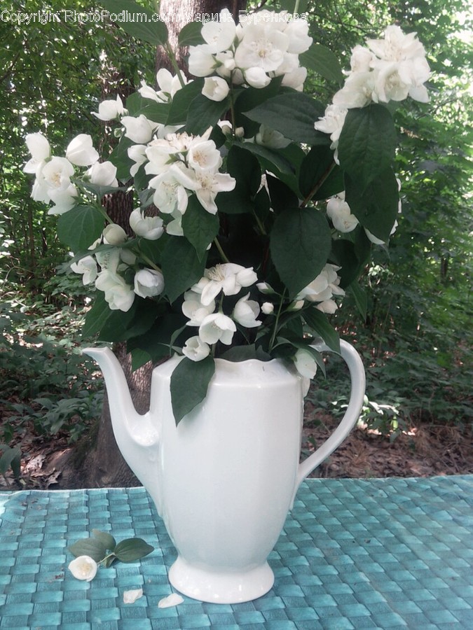 Blossom, Flora, Flower, Hibiscus, Plant