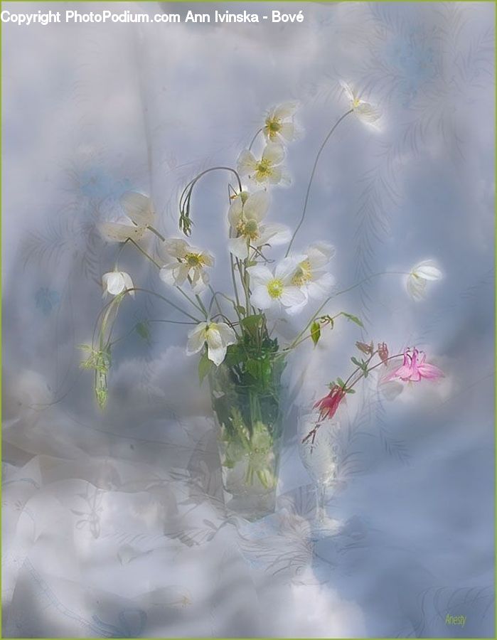 Jar, Porcelain, Vase, Cosmos, Flower, Flower Arrangement, Flower Bouquet