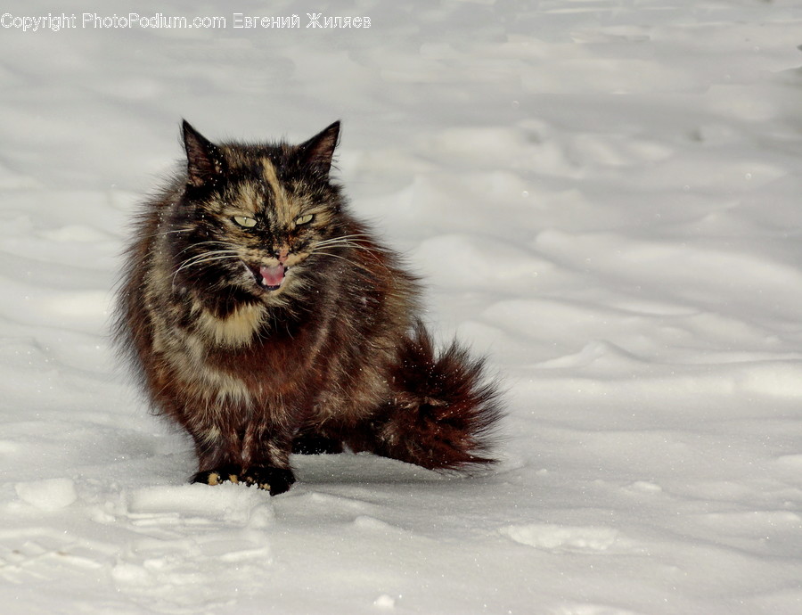 Outdoors, Snow