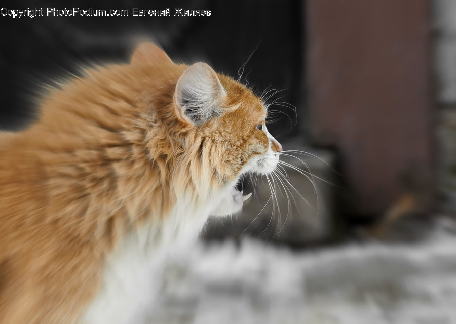 Animal, Cat, Mammal, Manx, Pet