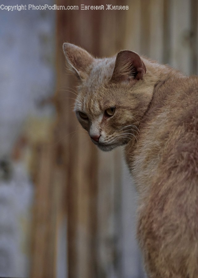 Abyssinian, Animal, Cat, Mammal, Pet