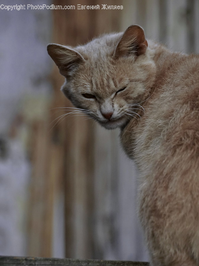 Abyssinian, Animal, Cat, Mammal, Pet